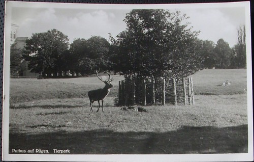 1937 putbus tierpark - ak,
